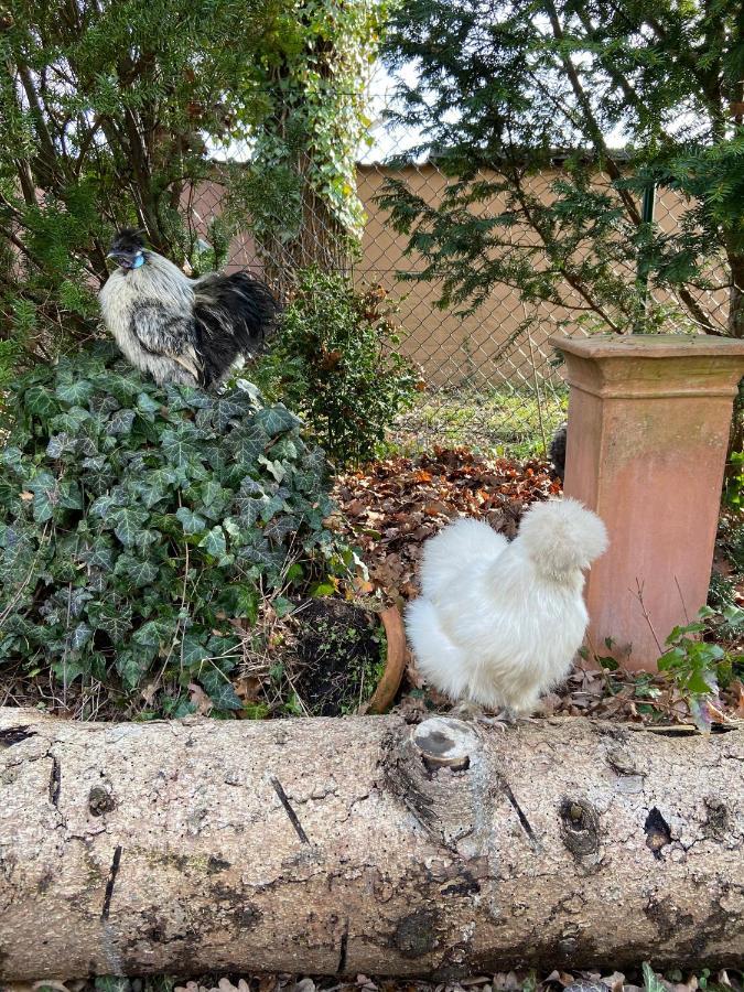 Entspannt In Nuernberg - Das Einhoernchen Esterno foto